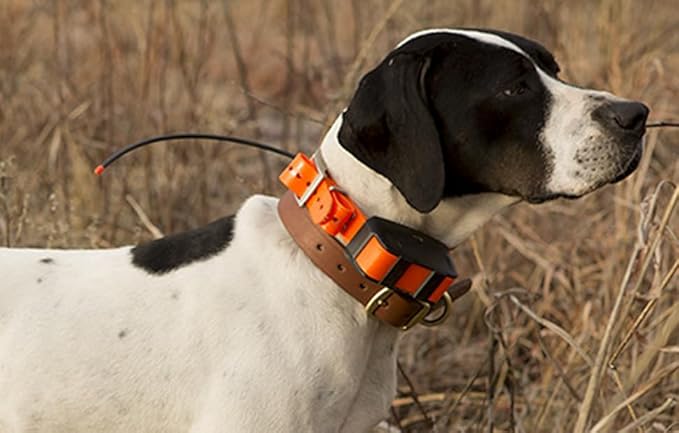 Replacement Strap for Dogtra Collars - 3/4" Wide Ultra-Durable Dog E-Collar Replacement for Training, Bark, Shock, Electric, and GPS Collars - 28" Adjustable Length Solid Oragne