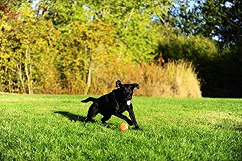 Chuckit! Dog Tennis Ball Dog Toy, Extra Large (3.5 Inch Diameter) for Dogs 100+ Lbs, Shrink Wrap Pack of 2