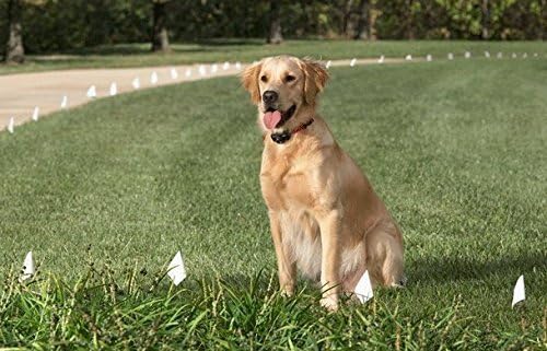 Sparky Pet Co - Surefit ECollar Replacement Strap - Bungee Dog Collar-Waterproof -Adjustable- Secure Nexus Wheel Lock-for Electronic Training & Invisible Fence Systems -3/4" Green