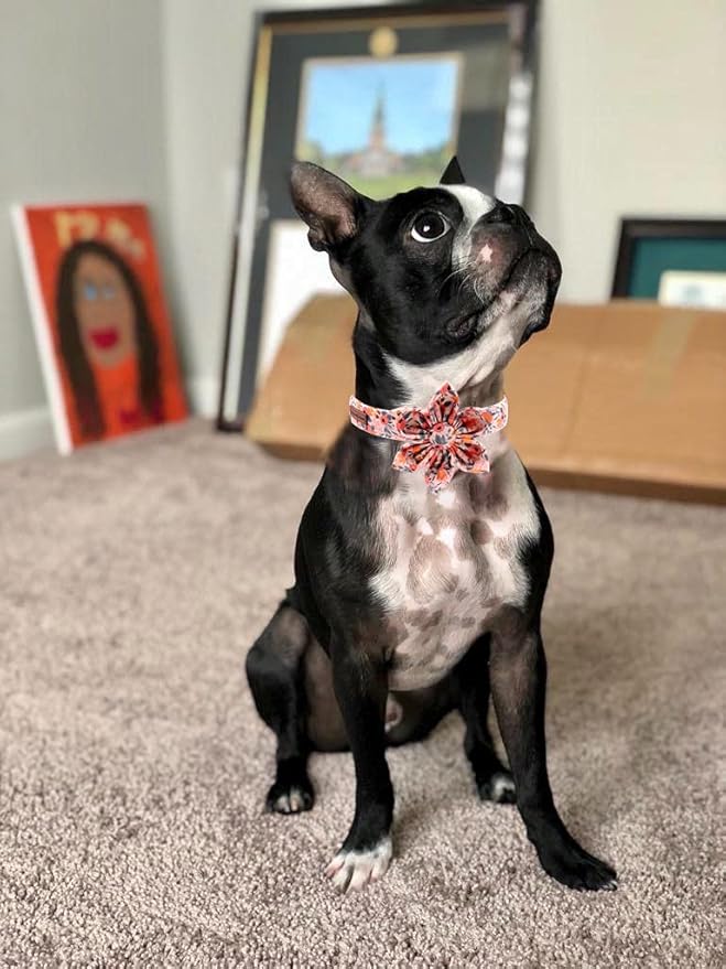 Uniqe Style Paws Flower Dog Collar, Peach Rose Adjustable Girl Dog Collar with Flower, Durable Floral Pattern Pet Collar for X-Small Female Dogs