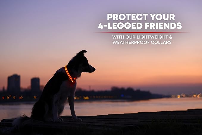 LED Dog Collar, USB Rechargeable, XX-Small (XXS) - 8.6'' - 11.4'', Bright Orange