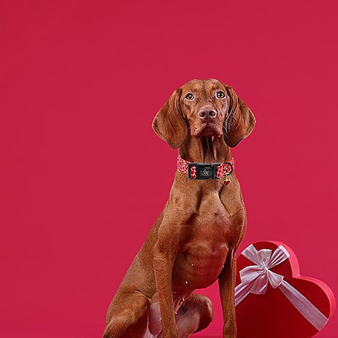 Elegant little tail Valentine's Day Dog Collar-Cute Red Heart Dog Collar for Small Dogs, Female or Male Adjustable Cotton Pet Collar with Quick Release Buckle for Small Medium Large Dogs