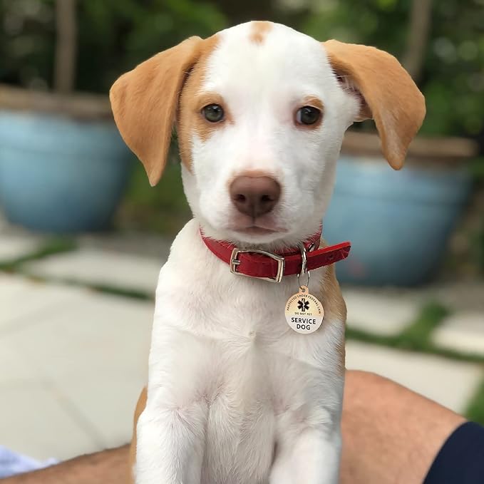 MYLUCKYTAG Service Dog Tag, QR Code Stainless Steel Pet ID Tag Dog Tag, Online Pet Profile, Pet Location Alert Email, Digital Pet Tag, Durable Pet ID, Dog Collar Tag, Engraved Pet Tag