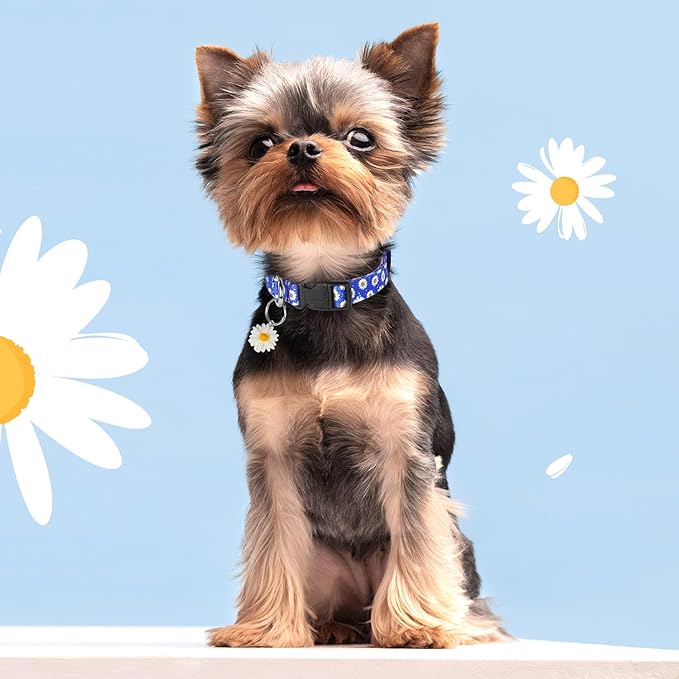 BiPawTi Floral Dog Collars for Large Dog - Soft Cute Dog Collars for Girls Dog Pretty Flower Collar with Daisies Charms, Gift for Female Male Boys Girls Dogs (L, Blue)