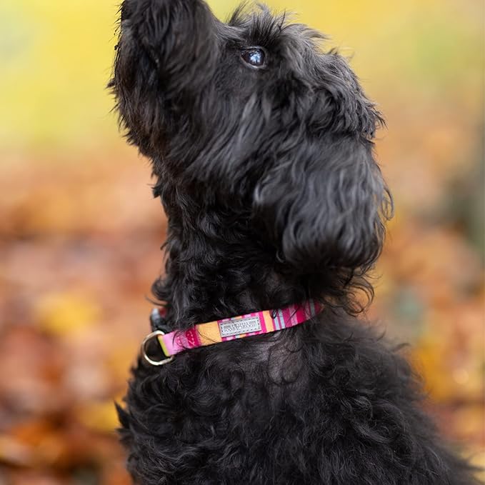 Lucky Love Dog, Colorful Stripes Dog Collar, Yellow, Pink, Blue Color Dog Collar, Cute Dog Collar for Girl Dogs - (Large, Molly Collar)