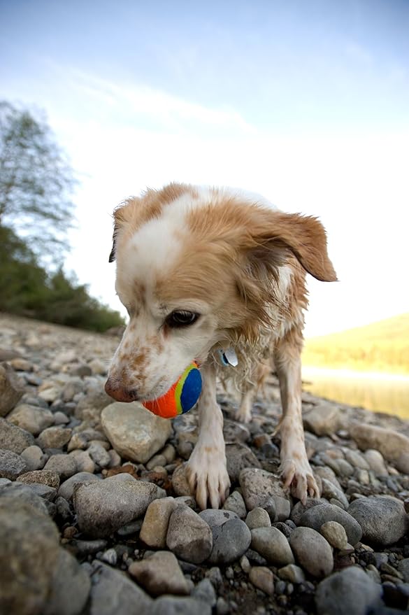 Chuckit! Whistler Ball Dog Toy, Pack of 2, Multicolor, Medium (2.5 Inch Diameter) for Dogs 20-60 lbs