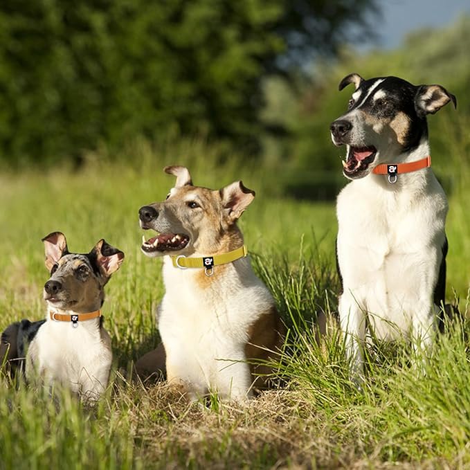 azuza 3 Pack Fall Dog Collars Comfortable and Adjustable Nylon Dog Collars for Large Dogs, L (18-26inch), Ginger Yellow, Rust Orange and Latte Brown