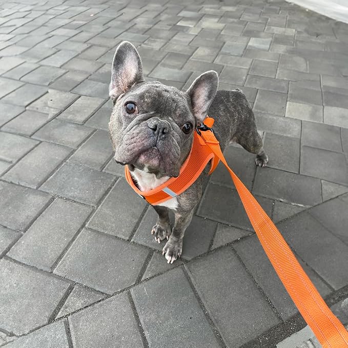 Voyager Reflective Dog Leash with Neoprene Handle, 5ft Long, Supports Small, Medium, and Large Breed Puppies, Cute and Heavy Duty for Walking, Running, and Training - Orange (Leash), S