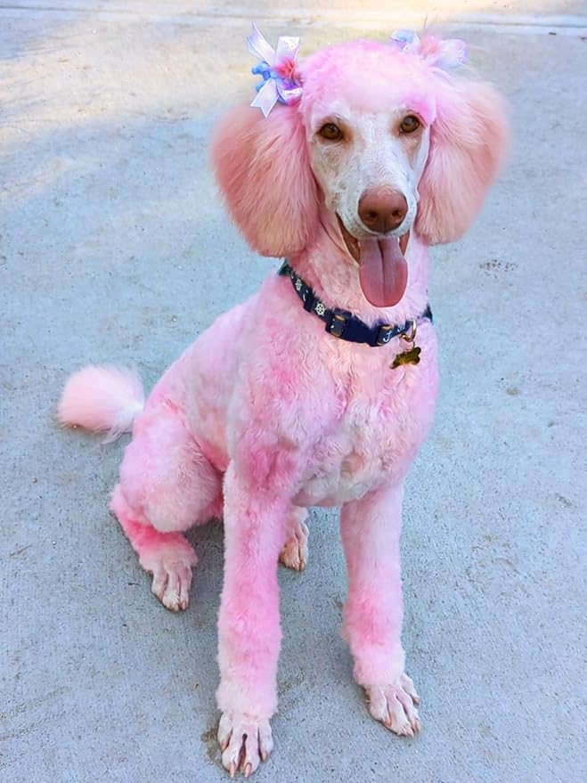 Magic Color Shampoos (Pink). Semi-Permanent Pet Hair Coloring Shampoo, Safe and Gentle Ammonia and Paraben Free Hair Dye Shampoo, Non-Toxic Coloring Shampoo for All Pets Can be Bathed.