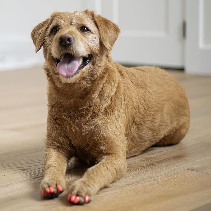 Soft Claws Canine Dog and Cat Nail Caps Take Home Kit, Small, Sparkle Silver