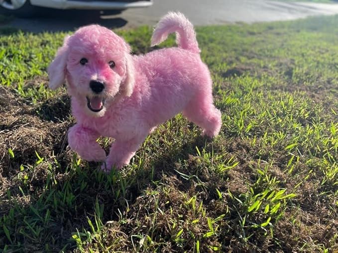 Magic Color Shampoos (Pink). Semi-Permanent Pet Hair Coloring Shampoo, Safe and Gentle Ammonia and Paraben Free Hair Dye Shampoo, Non-Toxic Coloring Shampoo for All Pets Can be Bathed.