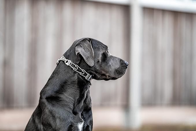 Herm Sprenger Dog Training Prong Collar with Quick Release Cliclock Buckle & Swivel Ring | Adjustable Length Stainless Steel Collar Made in Germany for Large Dogs up to 20" Neck (3.2mm Prongs)