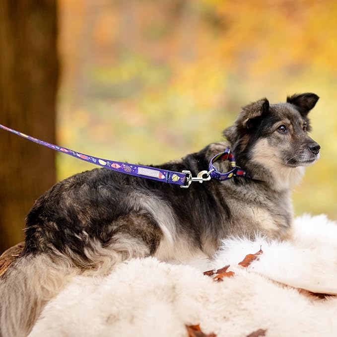 Lucky Love Dog Martingale Collar, Blue Color No Slip Collars for Small Dogs, Tropical Fish Pattern Martingale Dog Collar, Great for Whippets, Greyhounds, and More (Mackey, Small)
