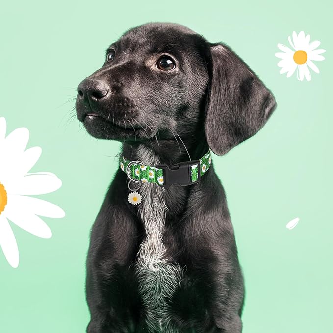 BiPawTi Green Dog Collars for St. Patrick's Day, Floral Dog Collars for Medium Dog - Pretty Flower Spring Dog Collar with Daisies Charms, Gift for Female Male Boys Girls Dogs (M, Green)