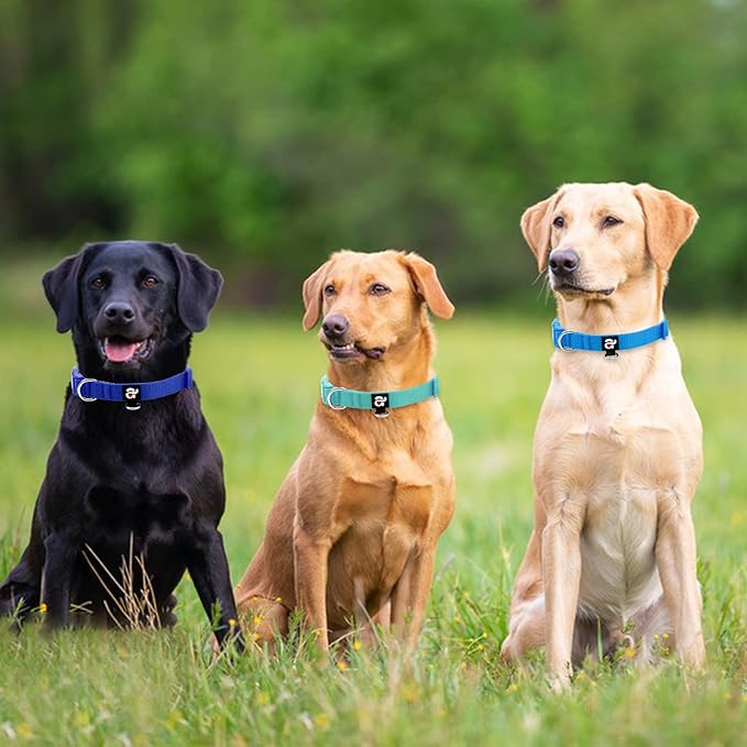 azuza 3 Pack Dog Collars Comfortable and Adjustable Nylon Dog Collars for Puppy Small Dogs, XS (8-12inch),Green, Blue and Royal Blue