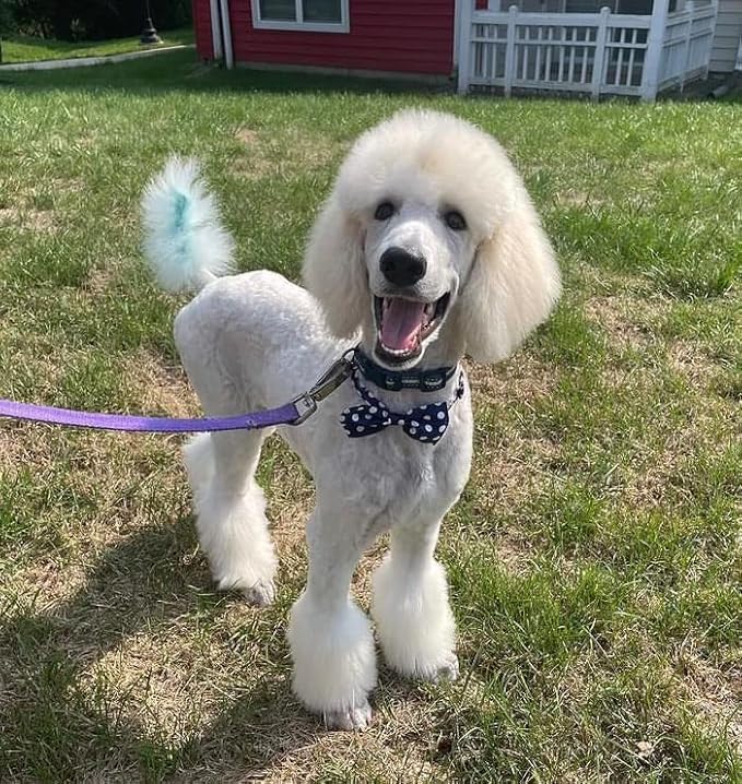 Magic Color Shampoos (Blue). Semi-Permanent Pet Hair Coloring Shampoo, Safe and Gentle Ammonia and Paraben Free Hair Dye Shampoo, Non-Toxic Coloring Shampoo for All Pets Can be Bathed.