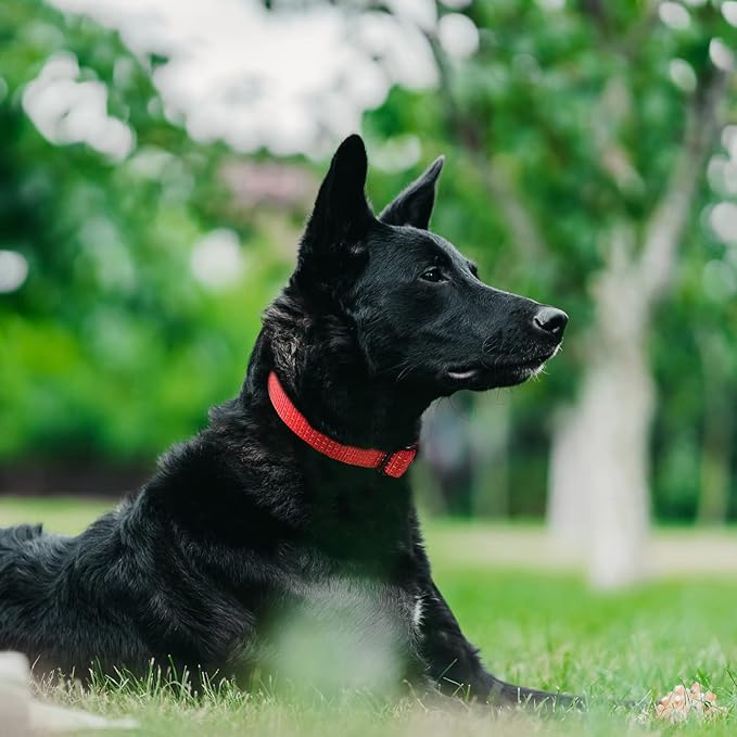 Martingale Collar for Training Dogs. Adjustable Reflective Dog Collars with Buckle- NO Pull-Prevents Slipping Out, for Medium Large XL Dogs. Helps with Strong pullers(M, red)