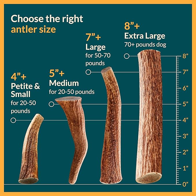100% Natural - Elk Antlers for Dogs - Naturally Shed in USA - Long Lasting Chews for Aggressive Chewers - Natural, Real Dog Antler Treats & Toys - Dog Chews - No Odor & No Mess - Large