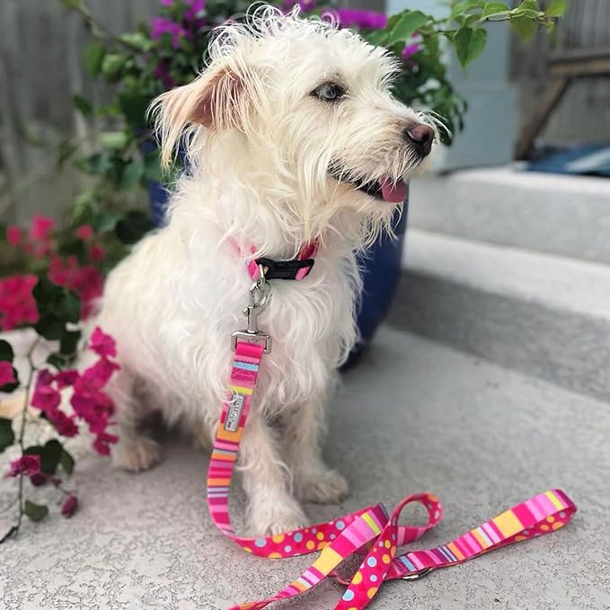 Lucky Love Dog, Colorful Stripes Dog Collar, Yellow, Pink, Blue Color Dog Collar, Cute Dog Collar for Girl Dogs - (Large, Molly Collar)
