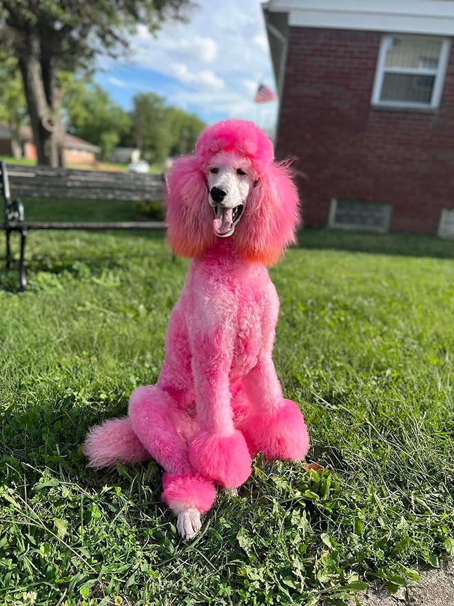 Magic Color Shampoos (Pink). Semi-Permanent Pet Hair Coloring Shampoo, Safe and Gentle Ammonia and Paraben Free Hair Dye Shampoo, Non-Toxic Coloring Shampoo for All Pets Can be Bathed.