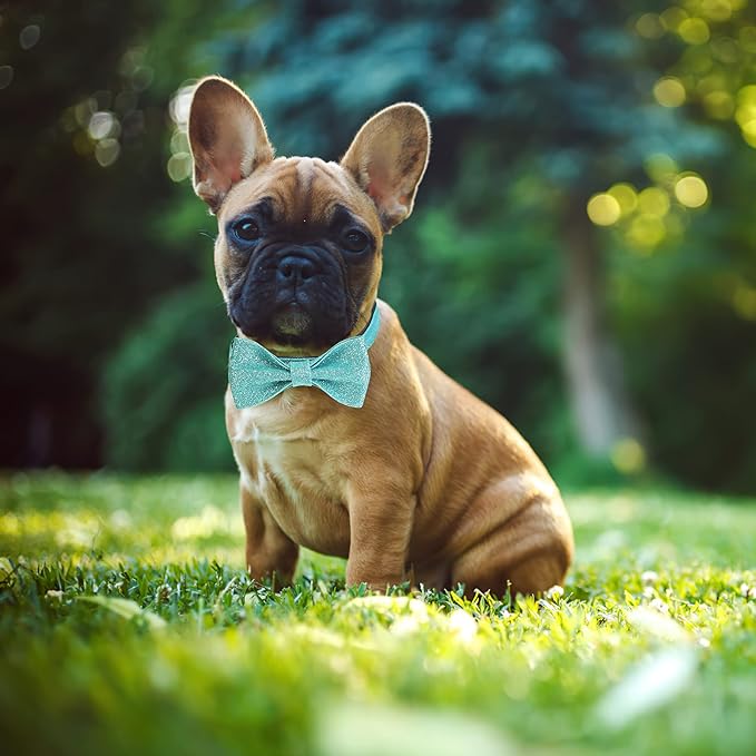 Bling Dog Bow Tie Collar for Small Medium Dogs, Cute Teal Boy Dog Collar with Bow for Daily Walking or Christmas Holiday (Neck fit 13-19’’)