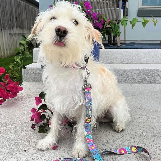 Lucky Love Dog Collar and Leash Combo, Cute Collar and Leash Set for X-Small Female Dogs, Part of Purchase Donated to Rescue (XS, Caroline, Combo)