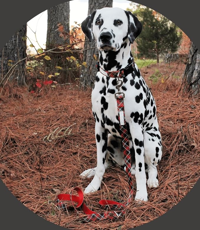 Lucky Love Dog Collar and Leash Set, Beautiful Evergreen Dog Collar, Vivid Berry Plaid Dog Collar for Boy and Girl Dogs - (Small, Heywood Combo)