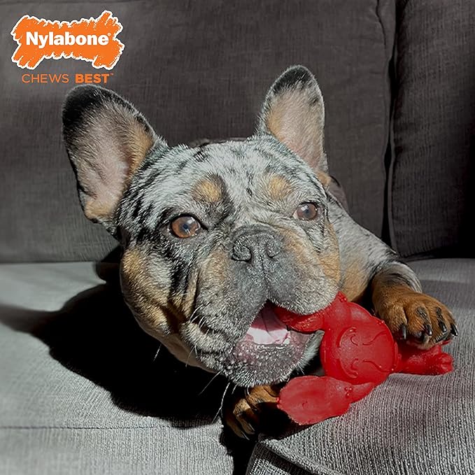 Nylabone Power Chew Lobster Dog Chew Toy, Cute Dog Toys for Aggressive Chewers, Filet Mignon Flavor, Small/Regular (1 Count)