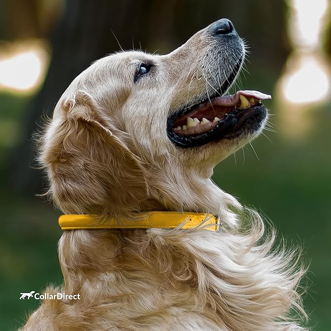 CollarDirect Rolled Leather Dog Collar, Soft Padded Round Puppy Collar, Handmade Genuine Leather Collar Dog Small Large Cat Collars 13 Colors (6-7 Inch, Yellow Textured)