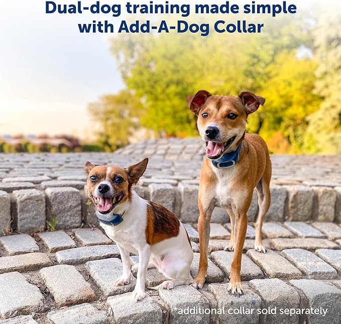 PetSafe 600 Yard Lite Remote Training Collar – Smaller Version for Small or Medium Dogs – Choose from Tone, Vibration, or 15 Levels of Static Stimulation – Medium Range for Training Off Leash Dogs