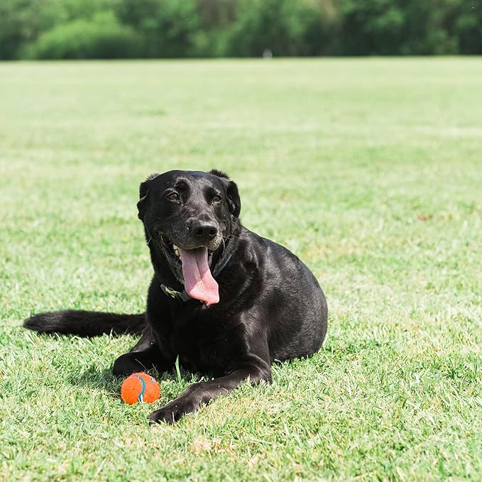 Chuckit! Dog Tennis Ball Dog Toy, Large (3 Inch Diameter) for dogs 60-100 lbs, Pack of 2