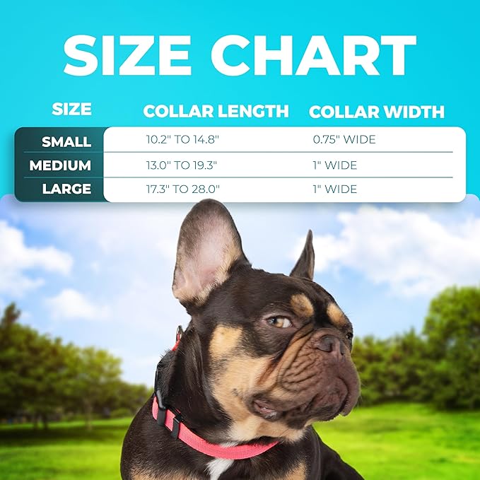 BLAZIN 'Color Me Happy!' Reflective Dog Collar for Day and Night - Adjustable Soft Neoprene Padded Dog Collar in 4 Vibrant Colors - Keeps Dogs Safe and Stylish - for Every Day Use (Small Orange)