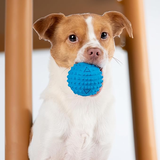 Best Pet Supplies Squeaky Rubber Spiky Ball Dog Toy Durable Non-Toxic Perfect for Aggressive Chewers Spiked for Dental Health Interactive Dog Toy - Pack of 2 - Blue, Orange (M:2.5")