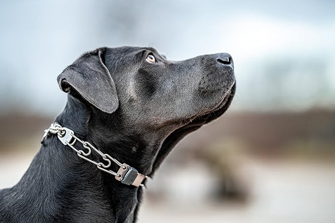 Herm Sprenger Dog Training Prong Collar with Quick Release Cliclock Buckle & Swivel Ring | Adjustable Length Stainless Steel Collar Made in Germany for Large Dogs up to 20" Neck (3.2mm Prongs)