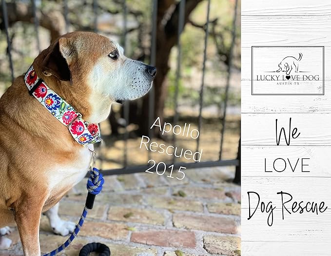 Lucky Love Dog Wide Martingale Dog Collar - No-Slip, Durable, & Soft Webbing 1.5 inch Martingale Collar for Dogs Male and Female - Ideal for Training & Walking, Stylish Ladybird Pattern, X-Large Size