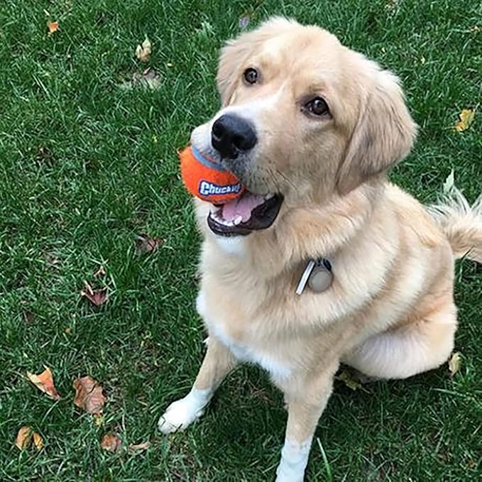 Chuckit! Dog Tennis Ball Dog Toy, Medium (2.5 Inch Diameter) for dogs 20-60 lbs, Shrink Wrap Pack of 2