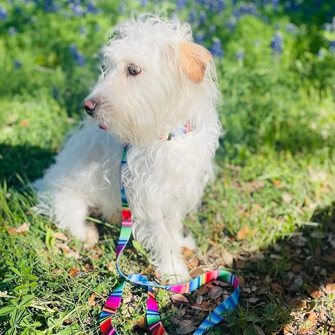 Lucky Love Dog Combo Set, Colorful Striped Dog Collar & Leash Set, Matching Collar and Leash for Tiny Girl or Boy Dogs, Nacho Combo, XS