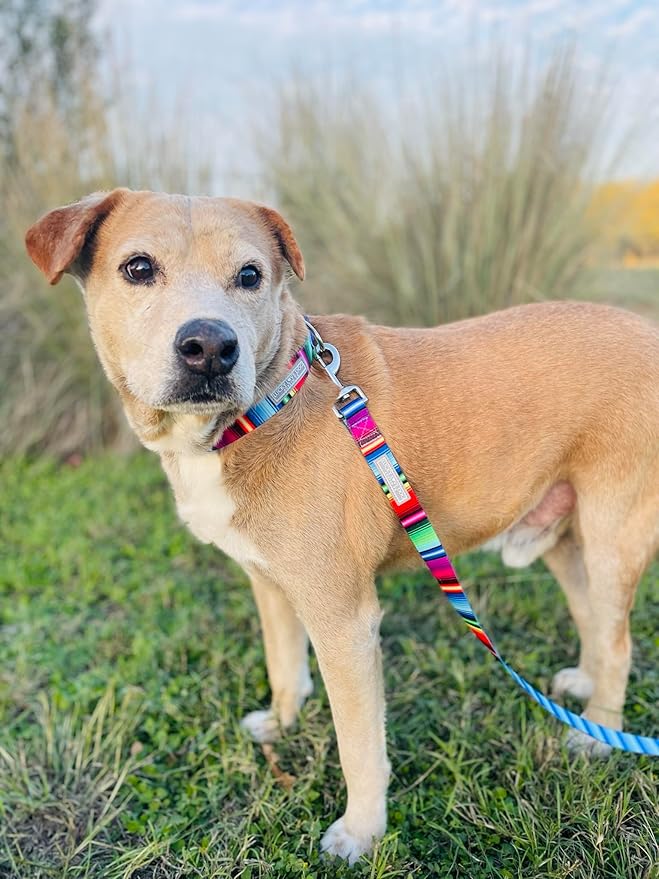 Lucky Love Dog Collars, Rainbow Striped Dog Collar for Big Dogs, Vivid Pattern Girl or Boy Dog Collars, Nacho, Extra Large