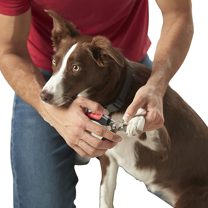 Franklin Sports Pet Supply – Dog & Cat Nail Clippers with Safety Guard – Grooming – Stainless Steel – Professional Grade