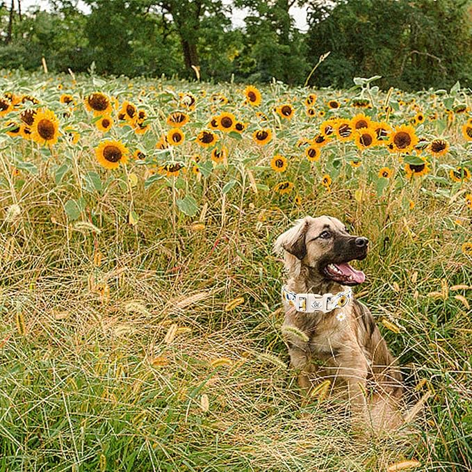 Elegant little tail Dog Collar, Sunflower Pattern Pet Collar Cute Durable Spring Female or Male Adjustable Cotton Pet Collar with Quick Release Buckle for Large Dogs