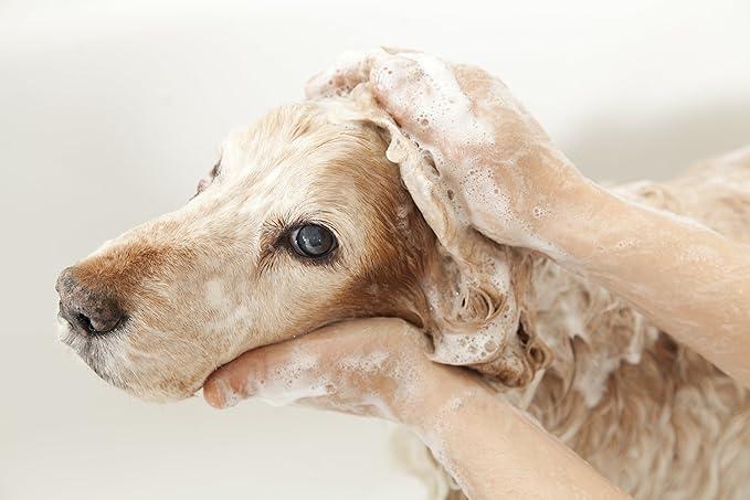 Pet Silk Hypoallergenic Shampoo, Free of Dyes and Fragrances, Specially Designed for Pet's with Sensitive Skin, Infused with Keratin, Achieve a Strong, Healthy & Smooth Coat for Your pet! (2.5 GAL)