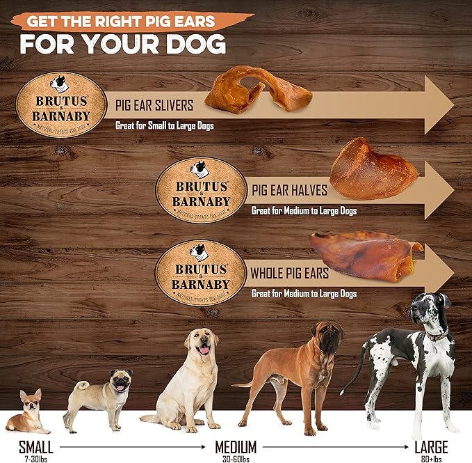 100% Natural Whole Pig Ear Dog Treat - 12 Pack Our Healthy Pig Ears Are Easy To Digest, Chemical & Hormone Free Thick Cut For Aggressive Chewers, Great Small Or Large Dogs