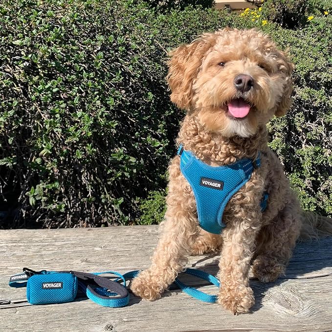 Voyager Reflective Dog Leash with Neoprene Handle, 6ft Long, Supports Small, Medium, and Large Breed Puppies, Cute and Heavy Duty for Walking, Running, and Training - Turquoise, L