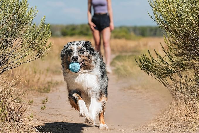 Chuckit! Whistler Ball Dog Toy, Pack of 2, Multicolor, Medium (2.5 Inch Diameter) for Dogs 20-60 lbs
