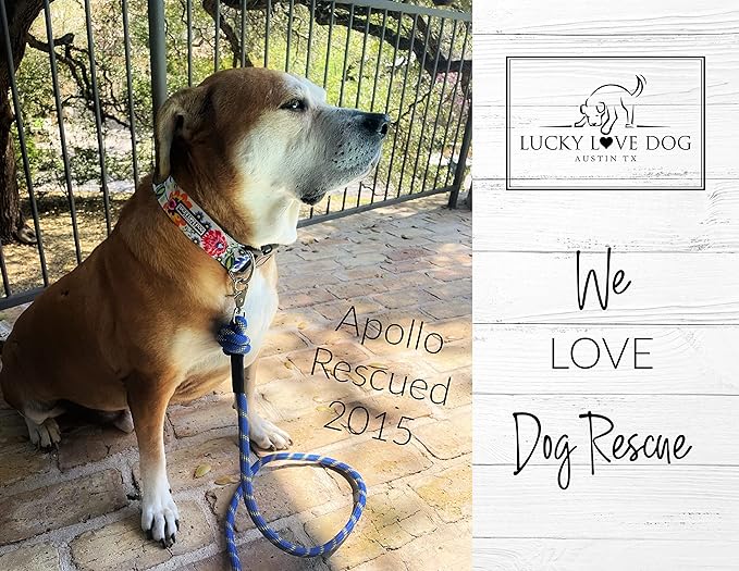 Lucky Love Dog Wide Dog Collar - Adjustable, Durable, Soft Webbing, & Comfortable 1.5 inch Wide Collar for Dogs Male and Female - in Ladybird Pattern with Strong Buckle, Medium Size