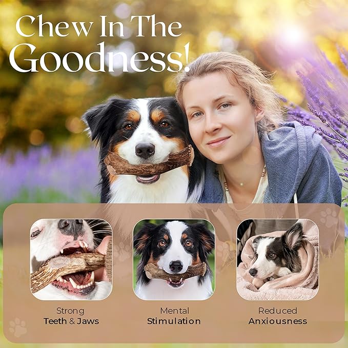 Premium White Tail Deer Antler Dog Chews, 100% All Natural, Naturally Shed Antlers, Select Cut to Size, Sanded Smooth, Dog Bones (1 Pack) (Extra Large)