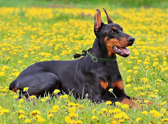 Braided Rope Collar, Training Dog Collar, Round Martingale Collar, Slip Collar with Adjustable Stopper and Slidable Stop Ring - Ideal for Extra Large Dogs (XL(1/2") - 24" Long, Dark Green)