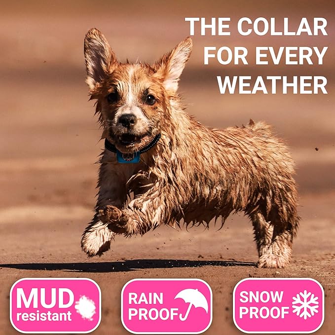 Small Dog Bark Collar Rechargeable - Smallest Bark Collar for Small Dogs 5-15lbs - Most Humane Stop Barking Collar - Dog Training No Shock Anti Bark Collar - Pet Bark Control Device (Blue)