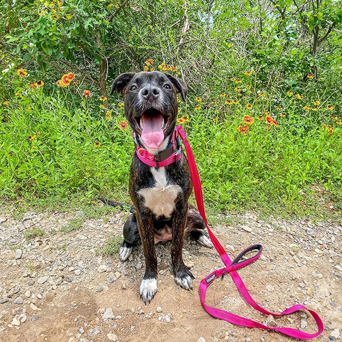 Voyager Reflective Dog Leash Collar Set with Neoprene Handle Supports Small, Medium, and Large Breed Puppies, Cute and Heavy Duty for Walking, Running, and Training - Fuchsia, L