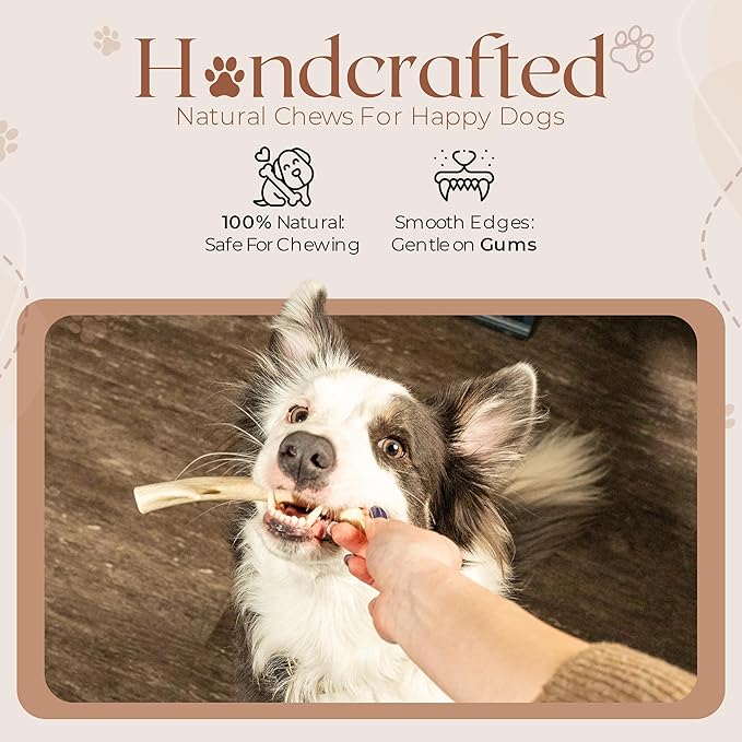 Premium White Tail Deer Antler Dog Chews, 100% All Natural, Naturally Shed Antlers, Select Cut to Size, Sanded Smooth, Dog Bones (1 Pack) (Medium)